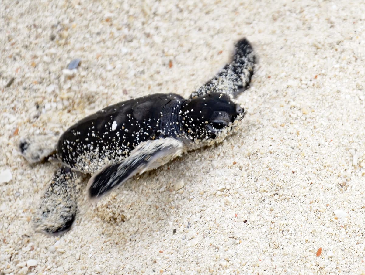 Sandakan City of Nature