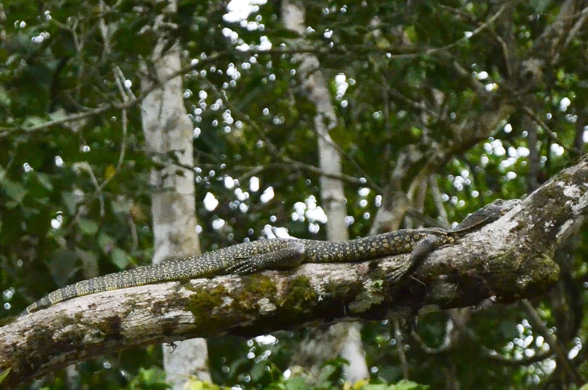 monitor lizard.jpg