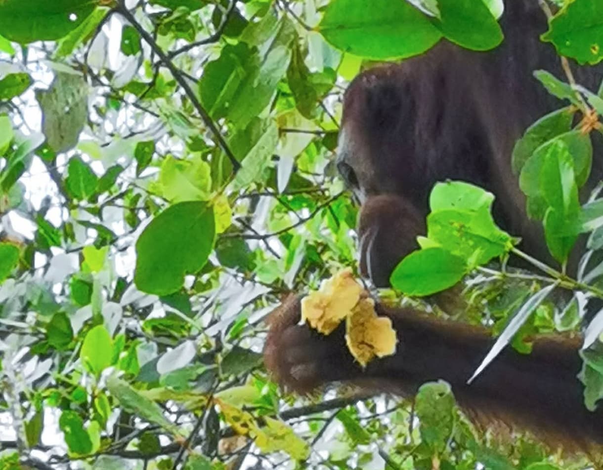 Nature Luxury Indulgence