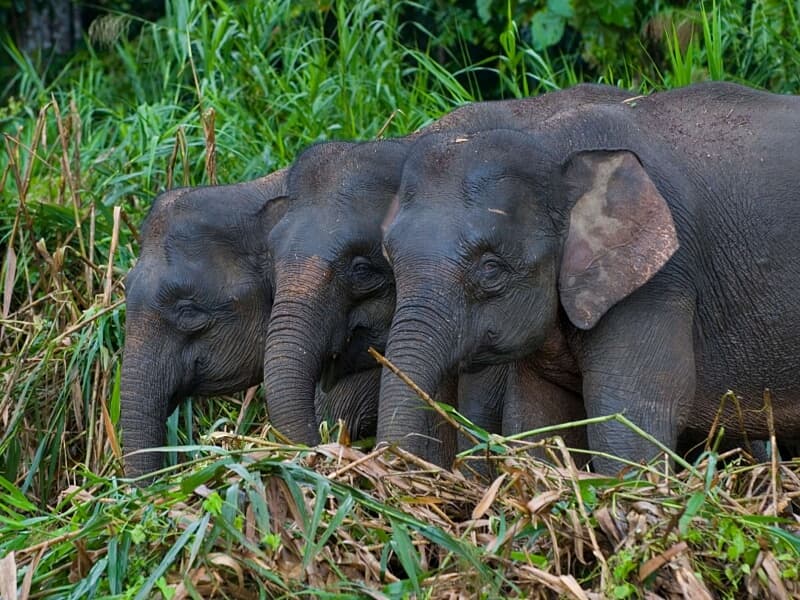 elephant.jpg