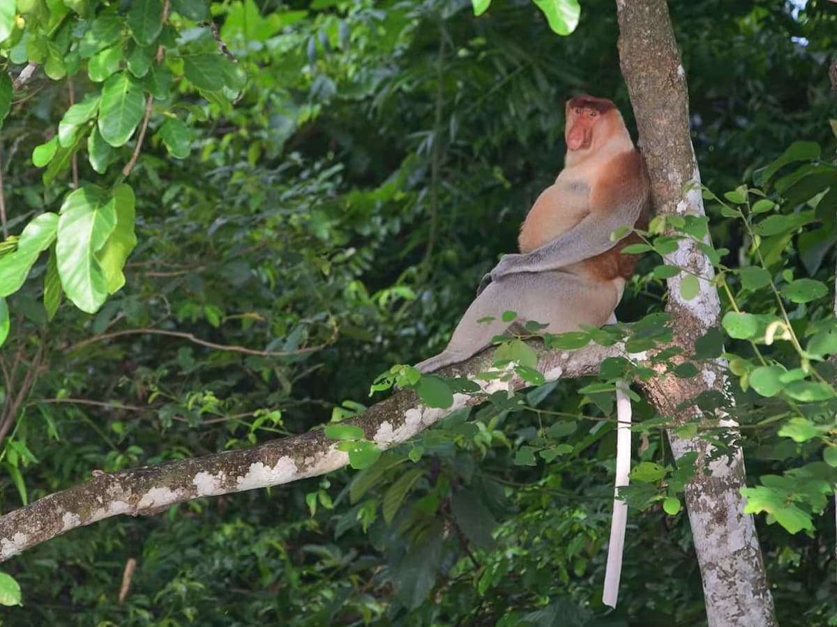 Kinabatangan